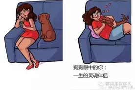 你眼中的自己 VS 狗狗眼中的你...图片