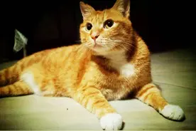 新周猫│为什么喵星人被阉之后，反而找到了真爱？图片