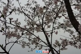 阳春三月眉山岷东樱花美如画图片