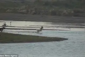 实拍：白狗冲进水里狂吠鳄鱼 被活活咬死图片