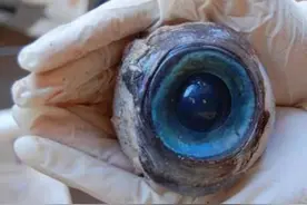 佛罗里达海滩惊现不明生物巨型蓝色眼珠图片