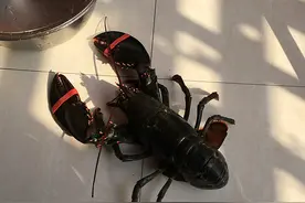 波士顿龙虾之一虾两吃图片