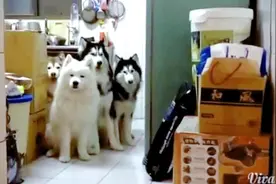 养齐雪橇三傻是怎样的体验？雪橇三傻点名 超级听话的