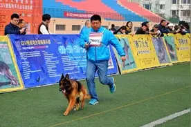 2016年CSV德国牧羊犬山东展在山东牧院成功举办图片