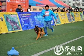 2016年CSV德国牧羊犬山东展在山东牧院成功举办图片
