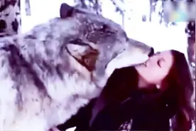 女主人太牛了，在野外跟狼玩亲亲，简直把它当二哈了！视频封面