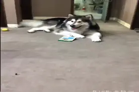 狗狗偷吃零食被捉，一听要被没收，狗狗下秒笑哭女主人图片