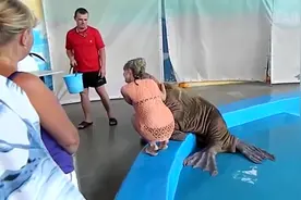 水族馆内发生的爆笑的一幕，美女被海豹“袭击”视频封面