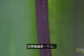 奇异的动物 这种蝙蝠原来有这么长的舌头！居然拿来干这个视频封面