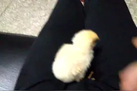 小鸡太吵怎么办？四种方法让他安静下来，第三种有点尴尬视频封面