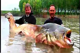 男子夜钓，钓上3米长600斤重的巨型鲶鱼