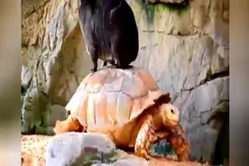 原来乌龟的力气这么大