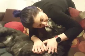 狗狗中的狼犬，躺沙发上仍由女主人抚摸！霸气全无