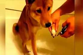 柴犬拒绝剪指甲呲牙吓唬主人，打一顿就老实了