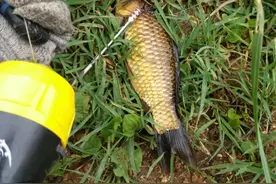 野生鱼和养殖鱼的区别