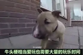 10种对孩童最友善的狗狗 世界十大视频封面