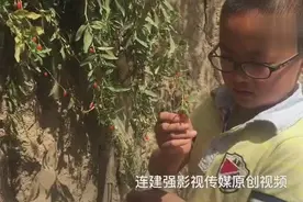 摘野枸杞的小男孩，药用价值很高视频封面