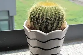 仙人球的刺有毒吗图片