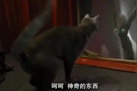 当猫咪遇到了哈哈镜，猫咪懵了视频封面