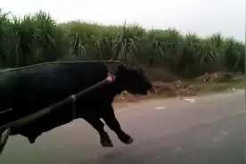 这是我见过力气最大的一头牛，拉着六七个男人飞奔！视频封面