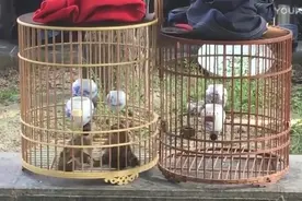 贵州大嘴画眉王vs广西长腿画眉王20万冠军争夺战，爆笼