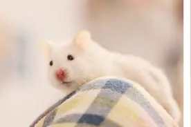 婴儿出生13天被老鼠抓伤，全身发黑险丧命图片