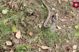 兄弟俩野外割草遇到一条咬人的蛇，场面失控太吓人了视频封面