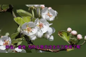 沙溢父子和众老爸宝贝合唱《爸爸去哪儿》，太好听了特别喜欢安吉