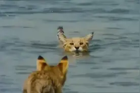 猫咪不但会游泳还会潜水抓大鲶鱼视频封面