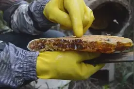 云南西双版纳野生蜂蜜，看一看就知好不好！视频封面
