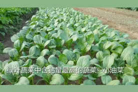 这菜是绿叶蔬菜中含钙量最高的，常吃可增强免疫力，特别适合小孩视频封面