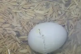 看在孵化器里孵化的全过程，是不是会缺少了什么！视频封面