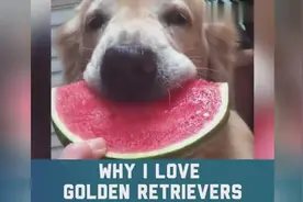 看完这个视频就知道为什么这么多人喜欢金毛这个暖男了