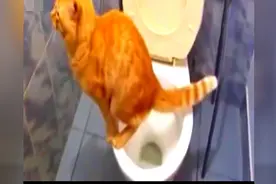 猫咪去马桶上拉粑粑，拉完以后在马桶旁边蹭蹭铲屎官笑抽了视频封面