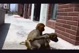 狗狗被猴子玩的死去活来！求你放过我吧！喜欢我哪点？我改