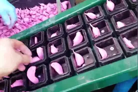 迷你版农民大蒜播种机，2人1天5亩，家家户户不可少视频封面
