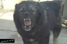 让你看看真正的鬼獒，看起来就凶到不行视频封面