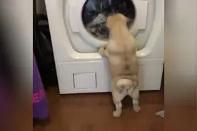 铲屎官把汪汪的玩具放进洗衣机里洗了，汪汪十分不放心一直盯着看