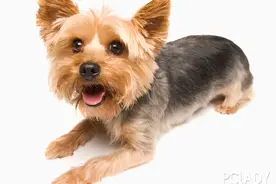 约克夏吃什么狗粮好图片