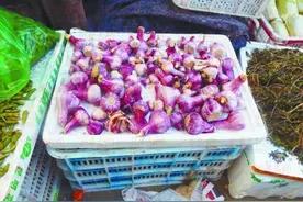 市场上大蒜八块钱一斤 想吃便宜蒜还得等俩月图片