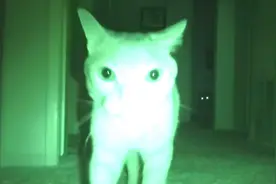 喵星人晚上都在干嘛？夜视摄像头告诉你