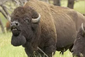 美国的国宝竟是这种动物，曾经与大熊猫有过同样的遭遇视频封面