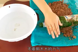 煤渣养花的正确姿势，让你的植物，猛长猛开花！