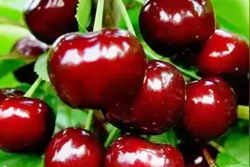 樱桃栽培技术 裂果解决方案 视频视频封面