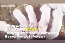 小猪火场中获救 半年后被做成香肠送消防员视频封面
