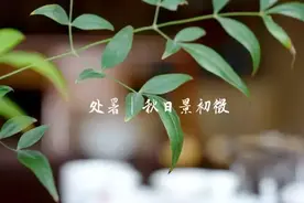 处暑，来一泡养生普洱茶｜二十四节气视频封面