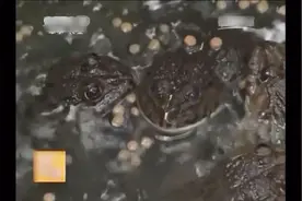 养殖科技718：泰国虎纹蛙，可以用颗粒饲料喂养的蛙