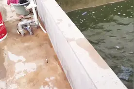 鳄雀鳝鱼缸就这么简单：鱼缸过滤，不打孔底滤缸，工作过程