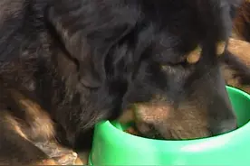 幼犬进食训练图片