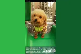 长春女子抱走别人家小狗被监控拍下 狗主人希望能归还图片